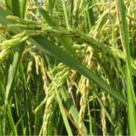 Le riz, moins riche en protéines à cause du changement climatique