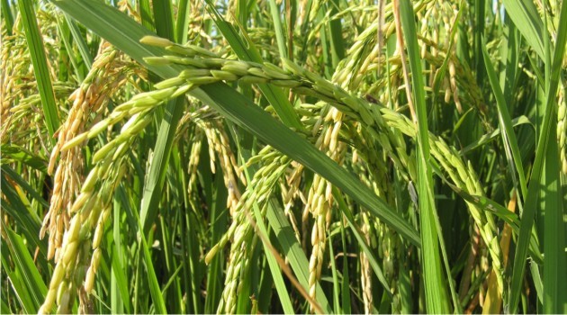 Le riz, moins riche en protéines à cause du changement climatique